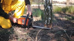 Leaf Removal in Grand Saline, TX
