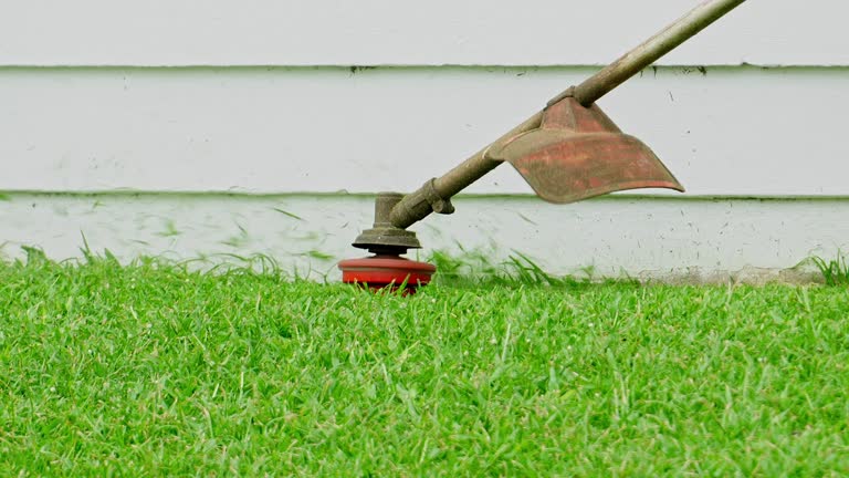 Trusted Grand Saline, TX Tree Services Experts